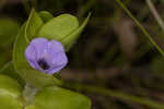 Blue waterhyssop